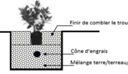 Plantation d'un arbuste