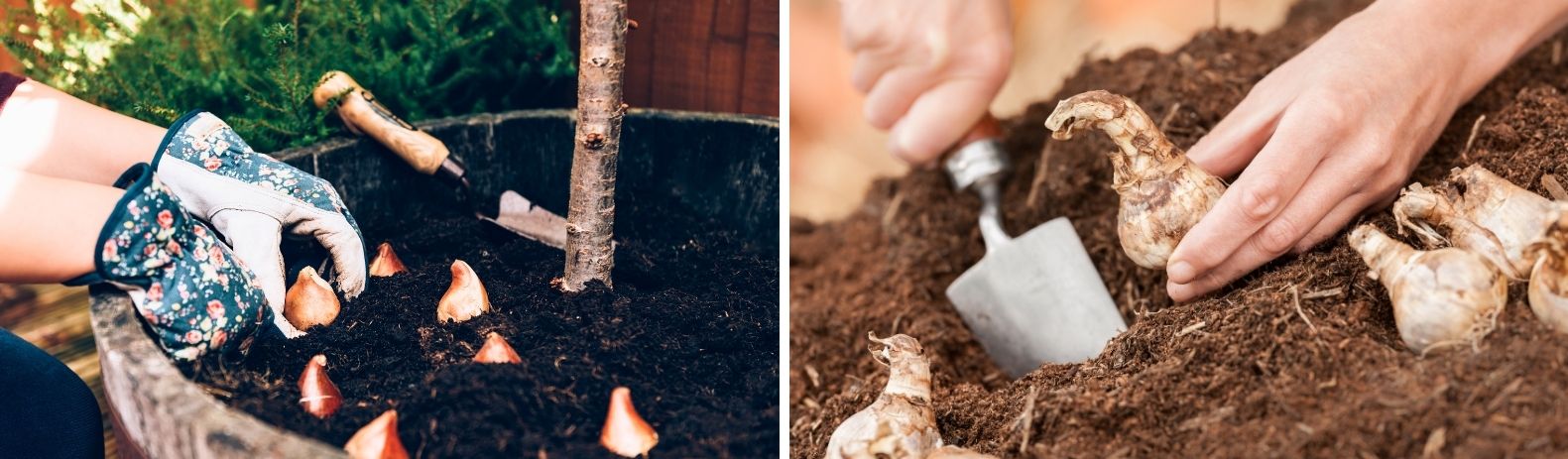 Comment planter des bulbes en pot ?