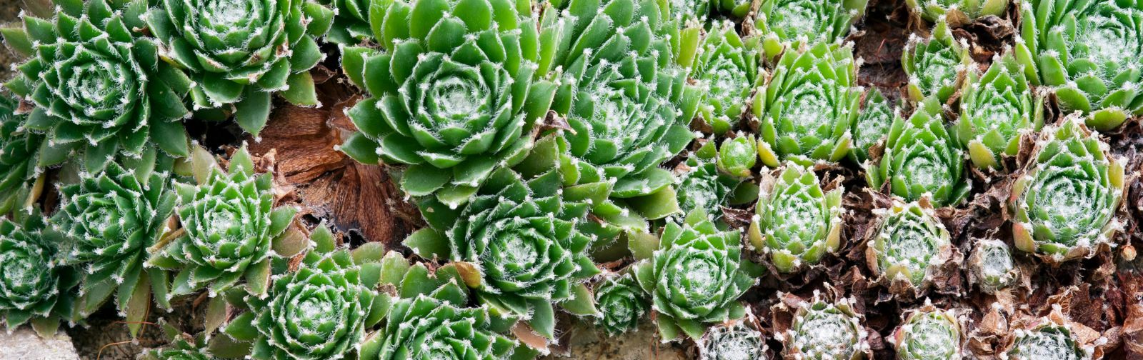 Succulente et Plante Grasse ▷ le Guide Pratique 2021